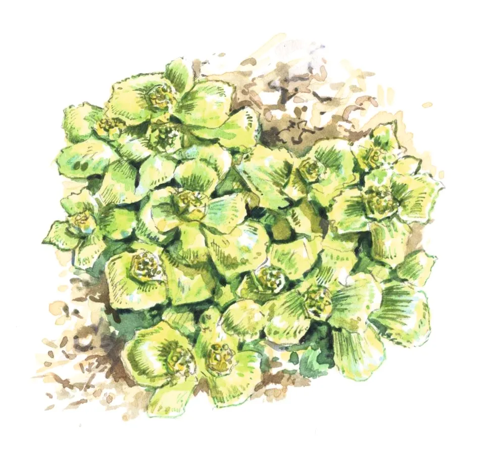 Opposite leaved golden saxifrage. Dan Cole:The Art Agency