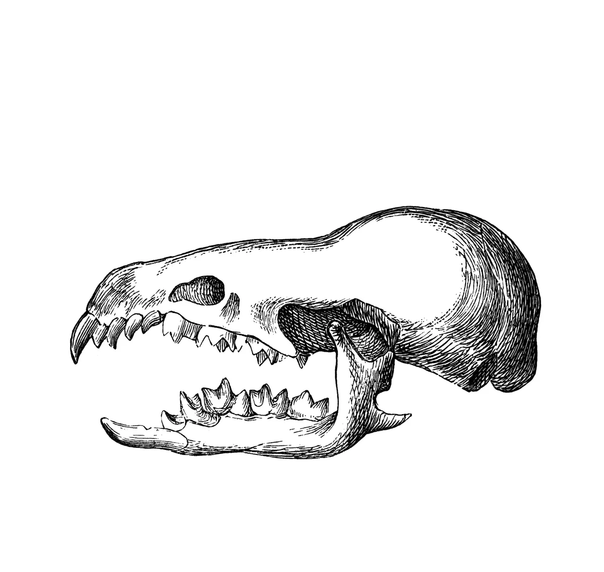 An antique engraved illustration of a water shrew skull, from Popular Encyclopedia, published 1894 and digitally restored. © mikroman/Getty