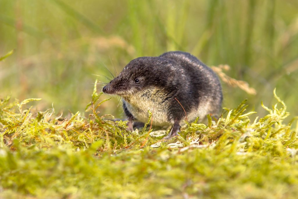Shrew Fish Eurasian water shrew guide: diet, how they're adapted to water and why ...