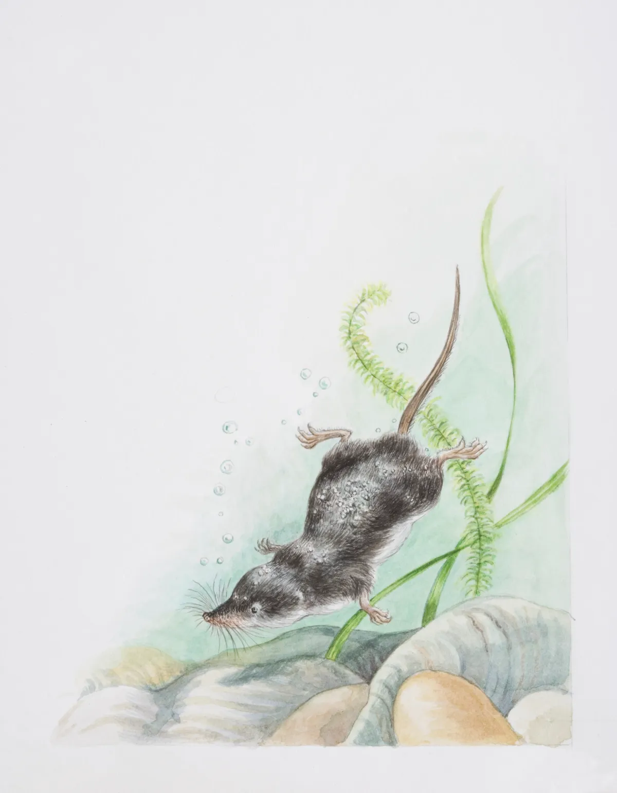 Illustration of a water vole swimming underwater. © Gill Tomblin/Getty