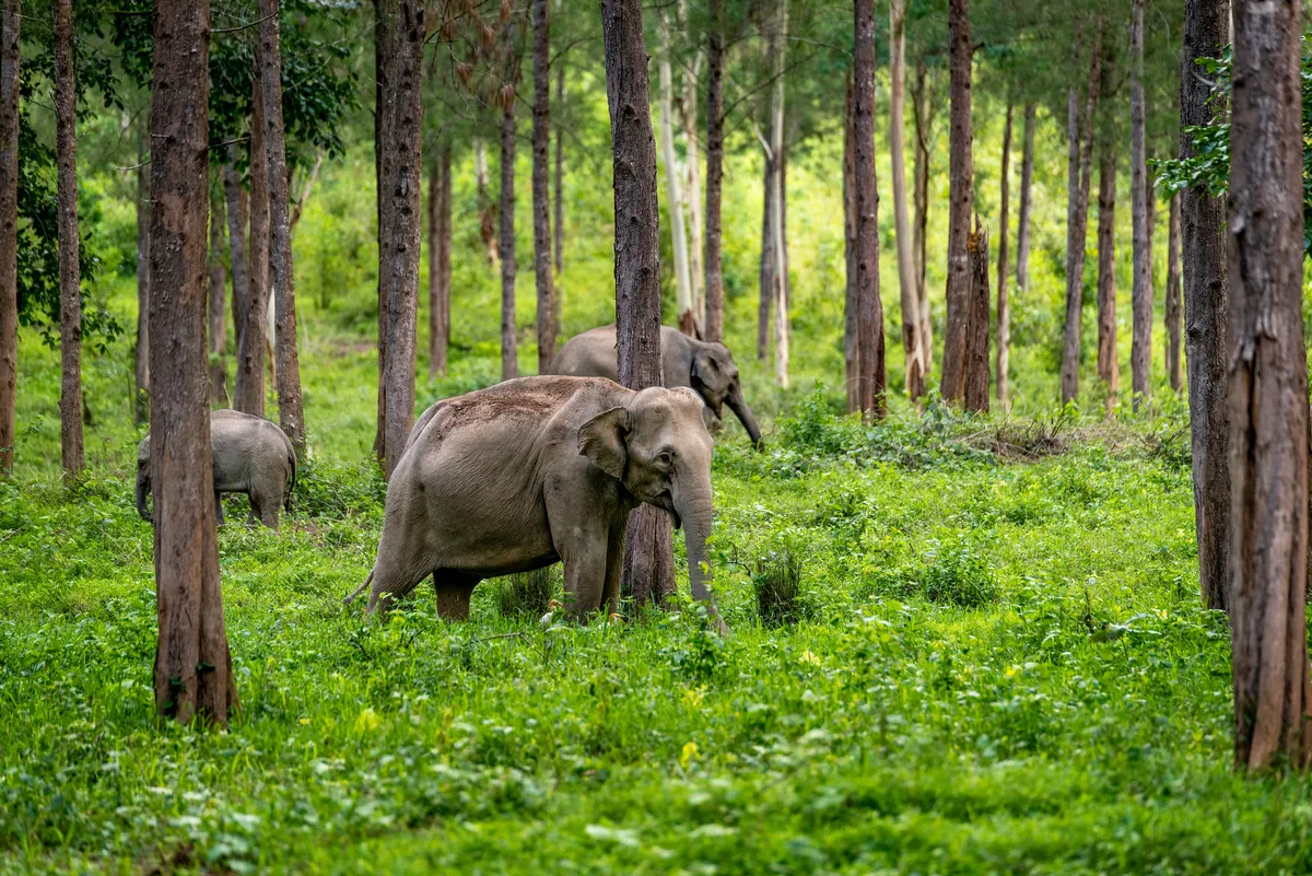 Asian wild elephant in Kuiburi National Park, Thailand © sittitap / Getty