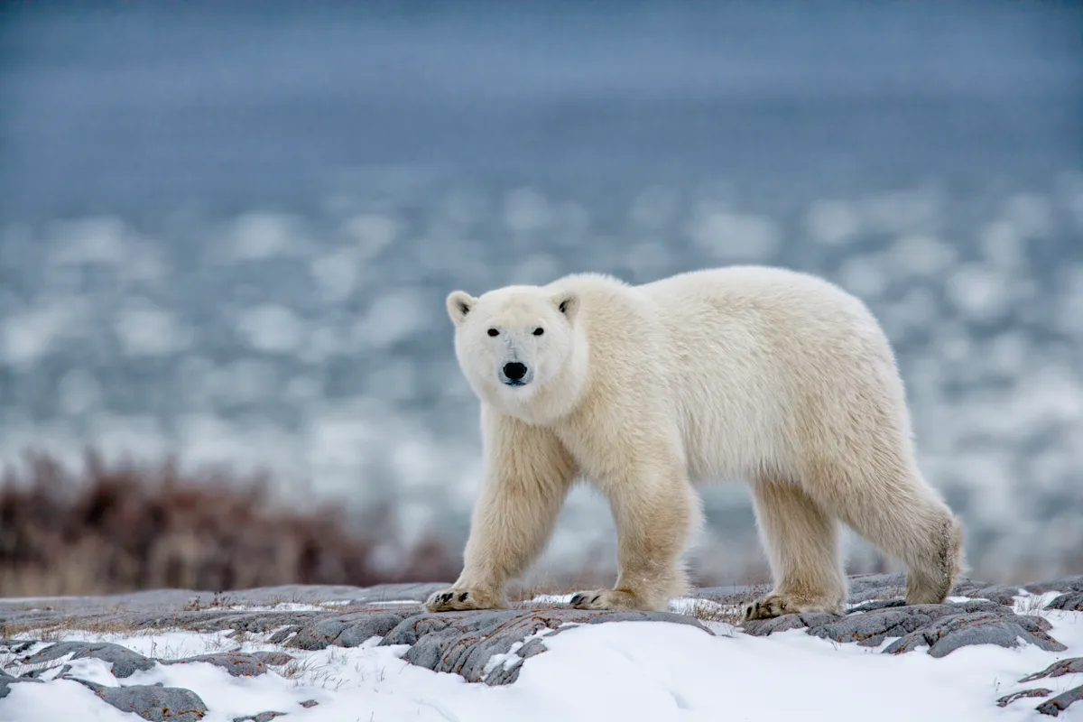 Polar bear, one of the world's most dangerous animals