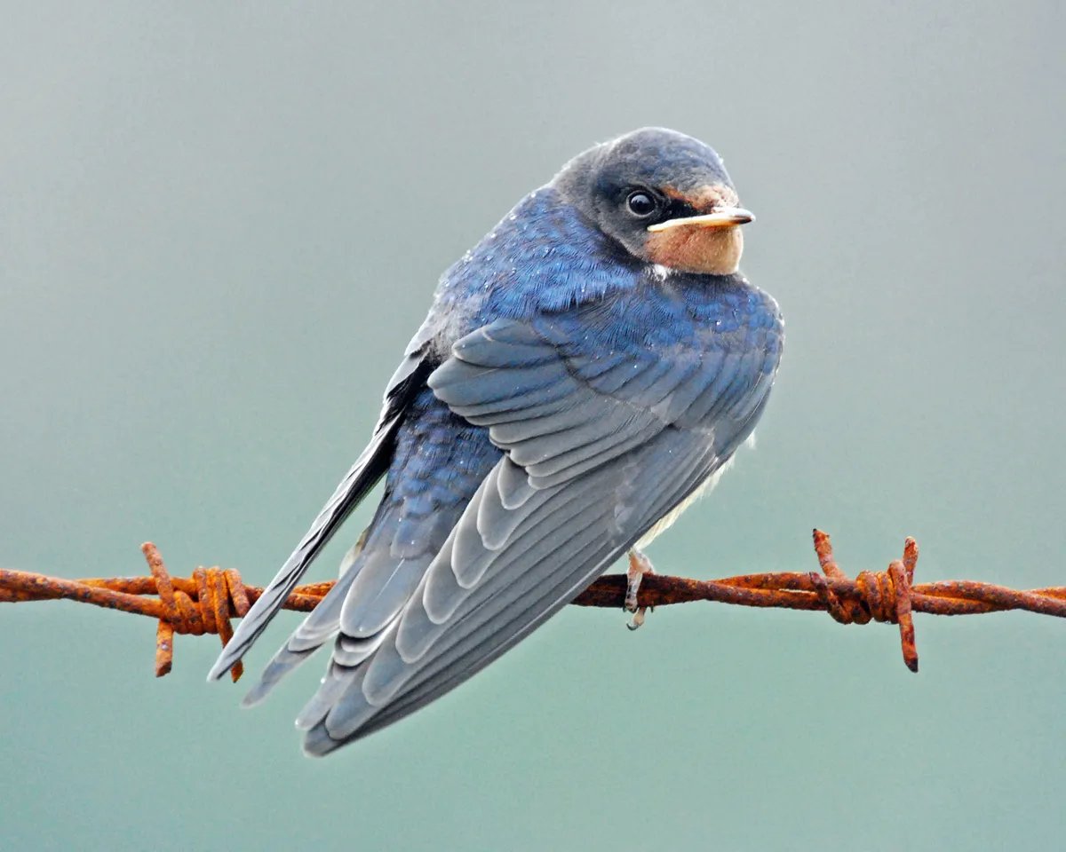 Barn swallow fledgling on rusty barbed wire. © Robert Trevis-Smith/Getty