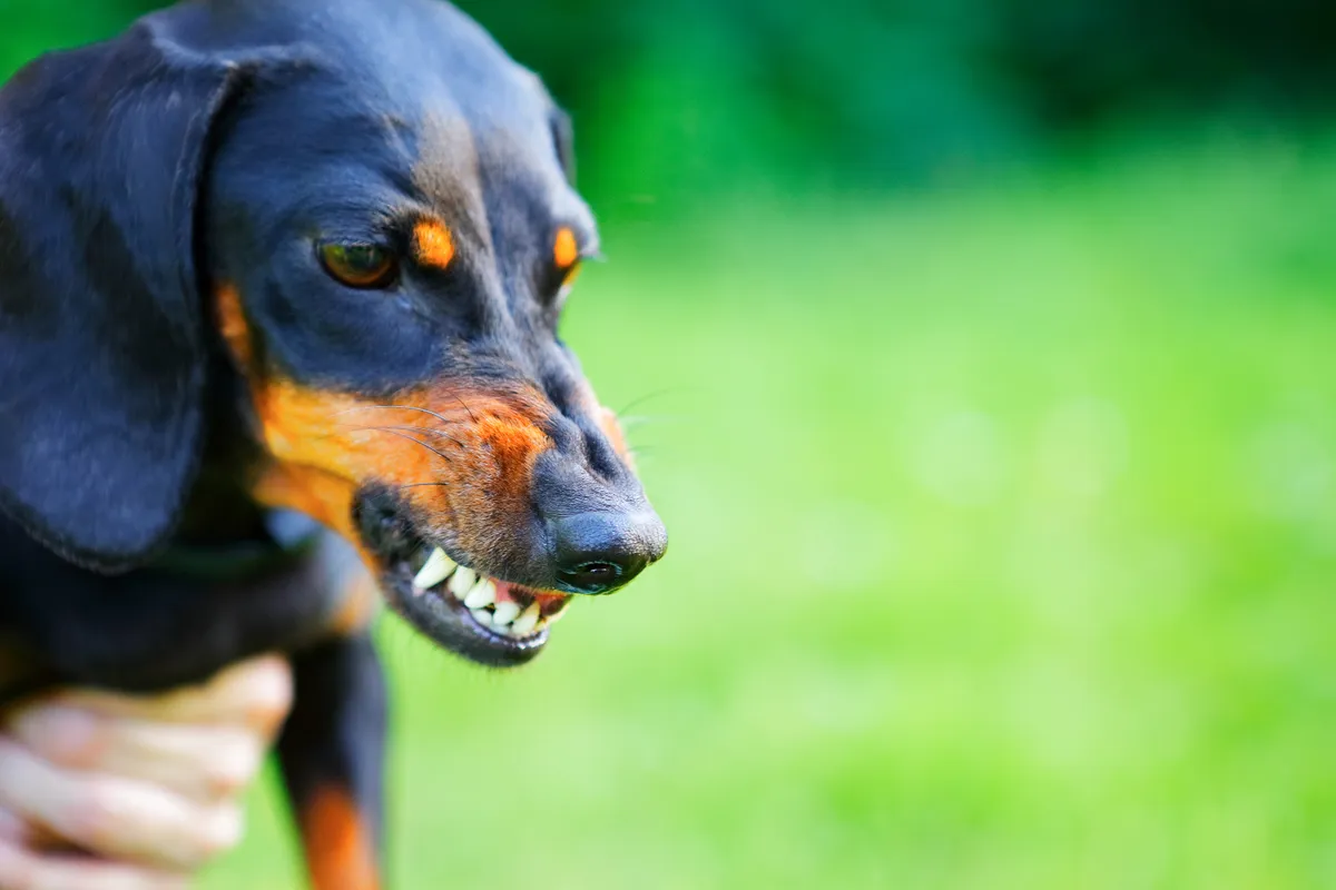 Aggressive black smooth-haired dachshund © Alexandr Shevchenko / Getty