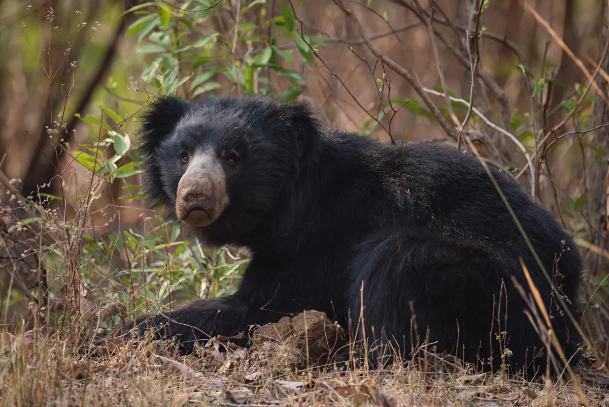Sloth bear lying in bushes. Bears are some of the most dangerous mammals