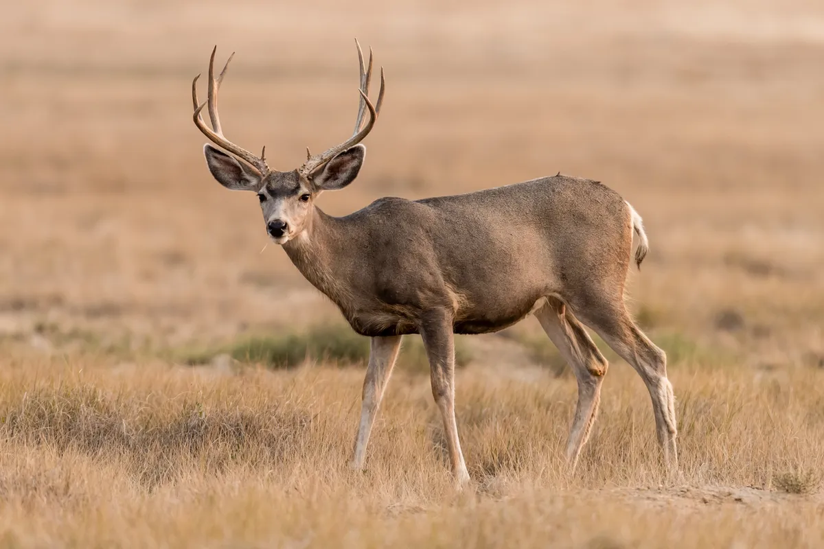 Mule deer buck © Matt Dirksen / Getty