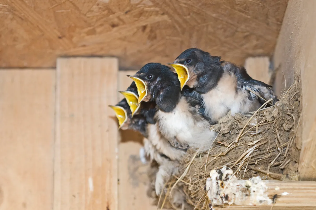 Barn swallow chicks in nest. © David Tipling/Getty