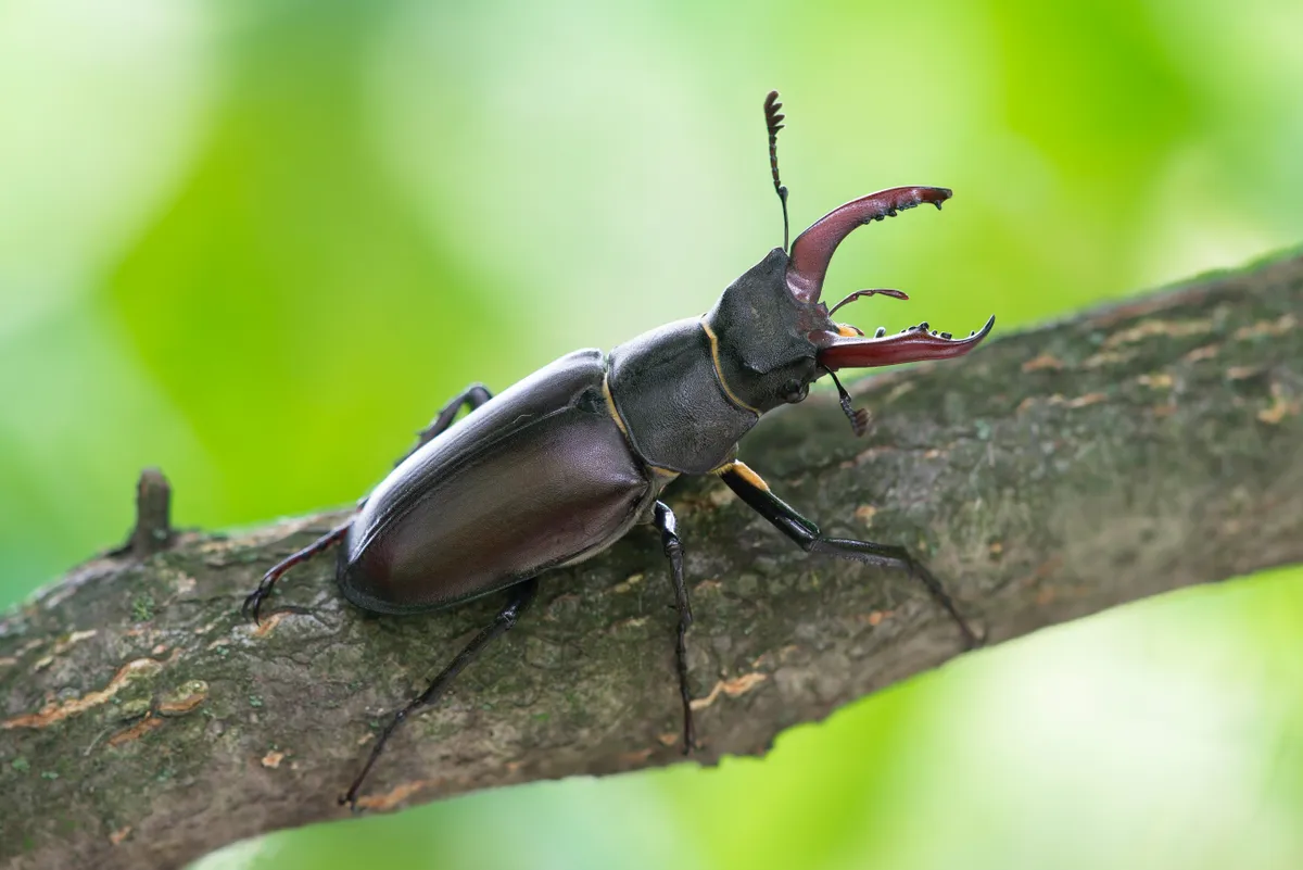 Stag beetle on branch