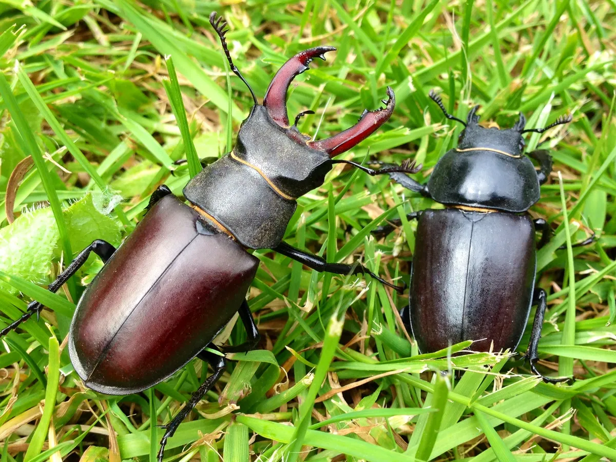Male and female stag beetles. © Ross Bower