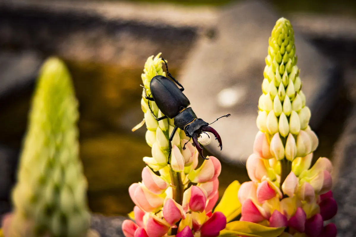 Male stag beetle on flower. © Peter Jones