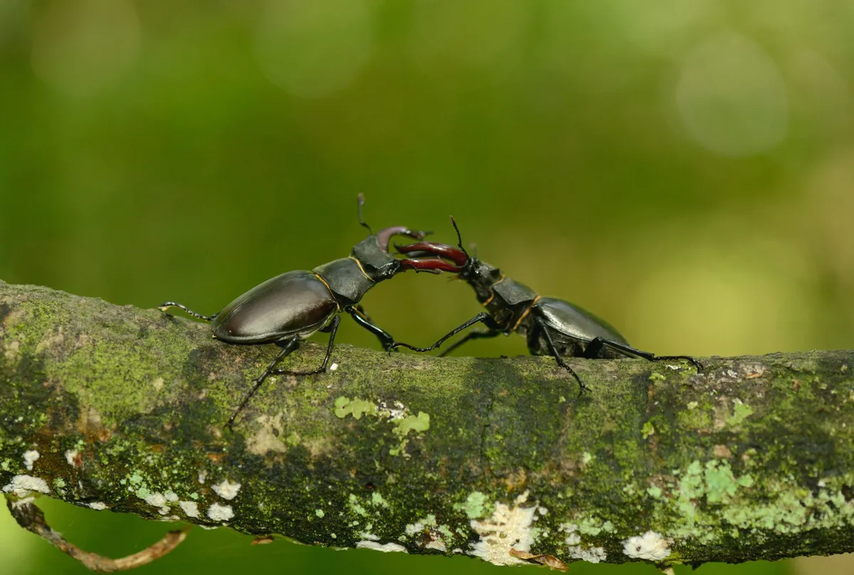 Two male stag beetles. © Ben Andrews