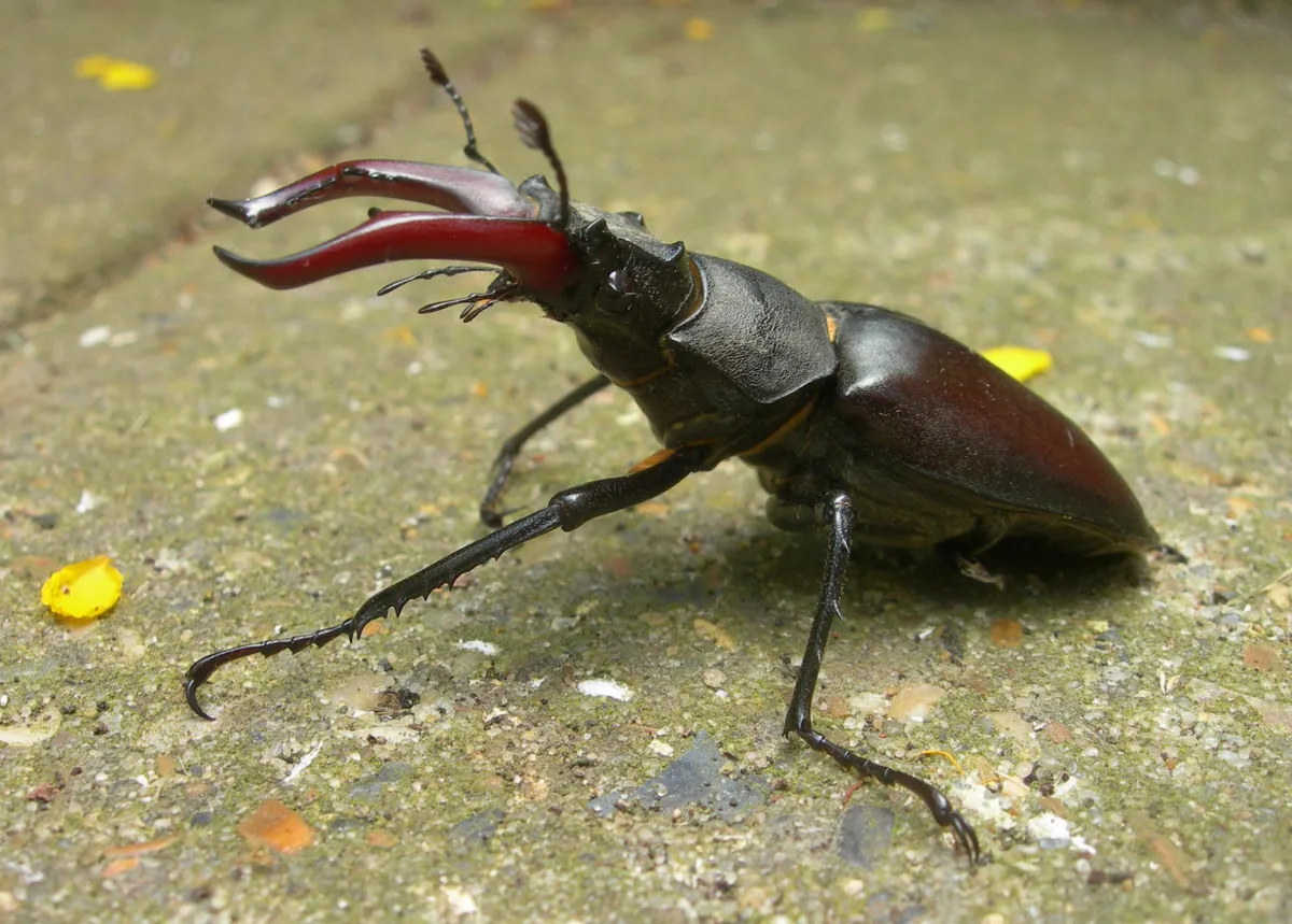 Male stag beetle. © Bill Plumb