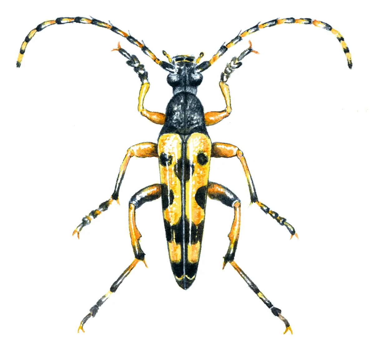 black and yellow longhorn