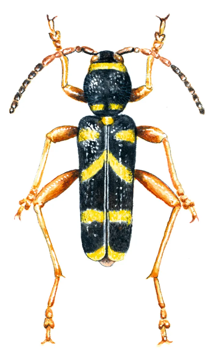 wasp beetle