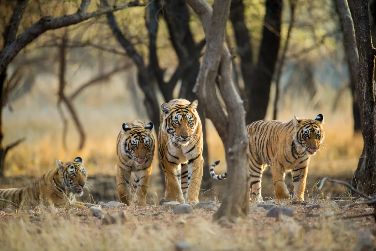 A tigress with her three sub-adult cubs