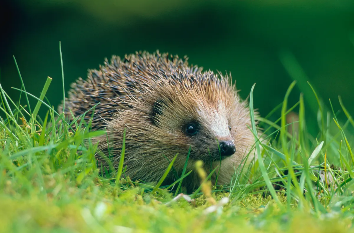 Close-up of a Hedgehog (Erinaceus europaeus) on green grass in Scottish countryside
