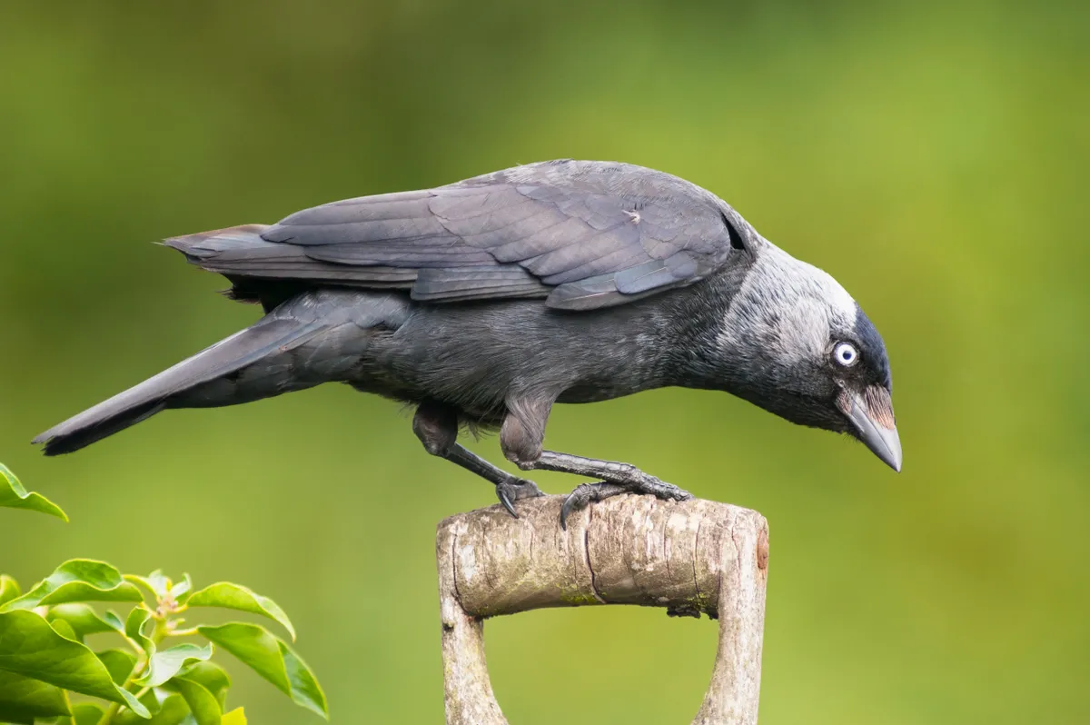 A Jackdaw (corvus monedula)