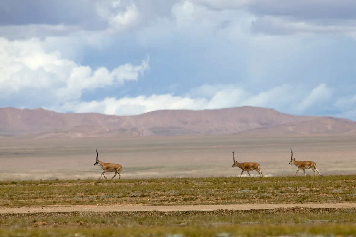 Three Tibetan antelopes migrating across the desolate Tibetan plateau