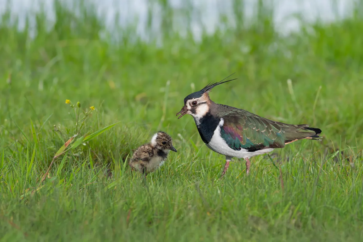 Northern lapwing (Vanellus vanellus) with chick