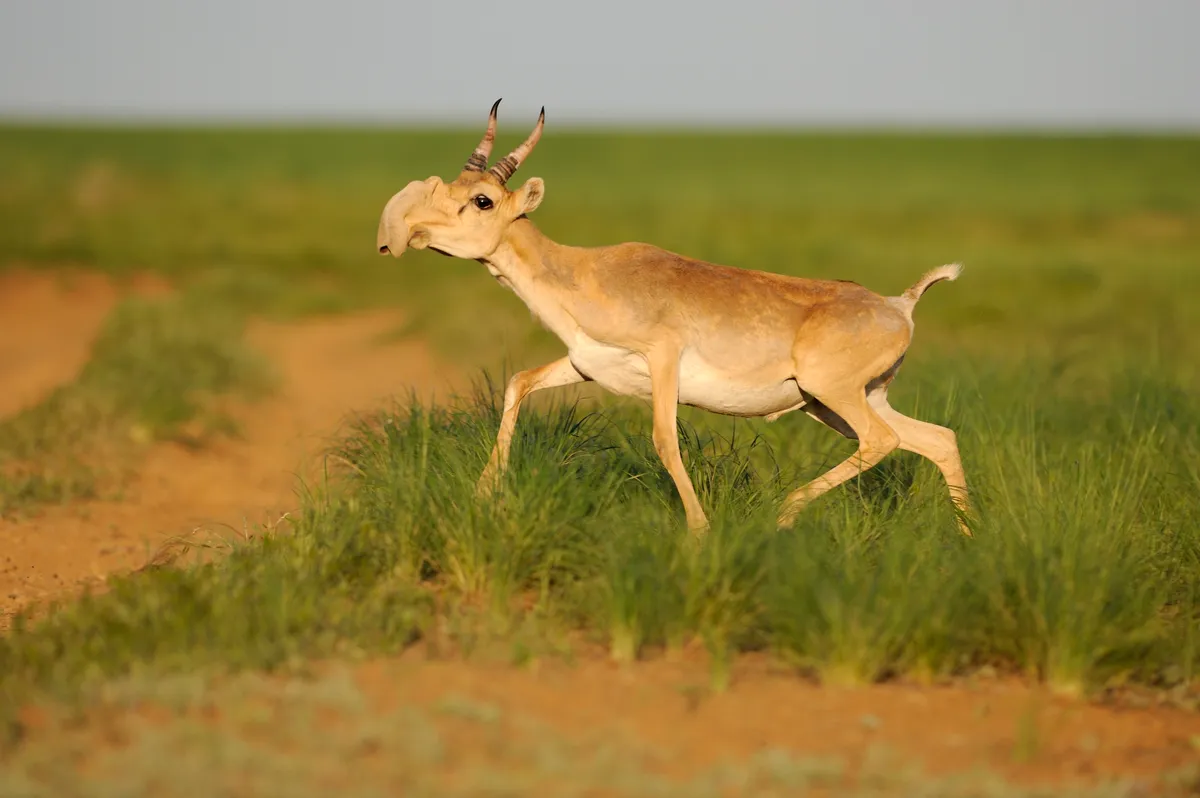 Male Saiga antelope (Saiga tatarica) running, Cherniye Zemli (Black Earth) Nature Reserve, Kalmykia, Russia