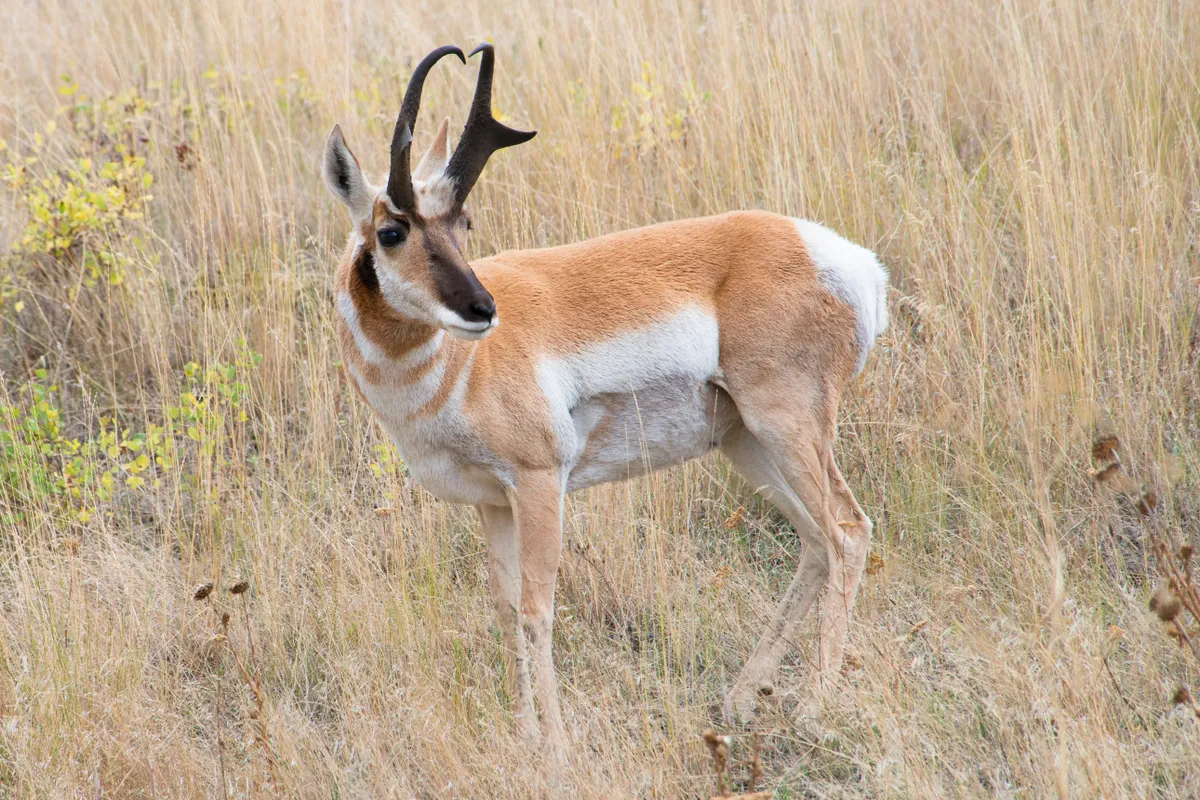 Pronghorn buck. © S.B.Nace/Getty
