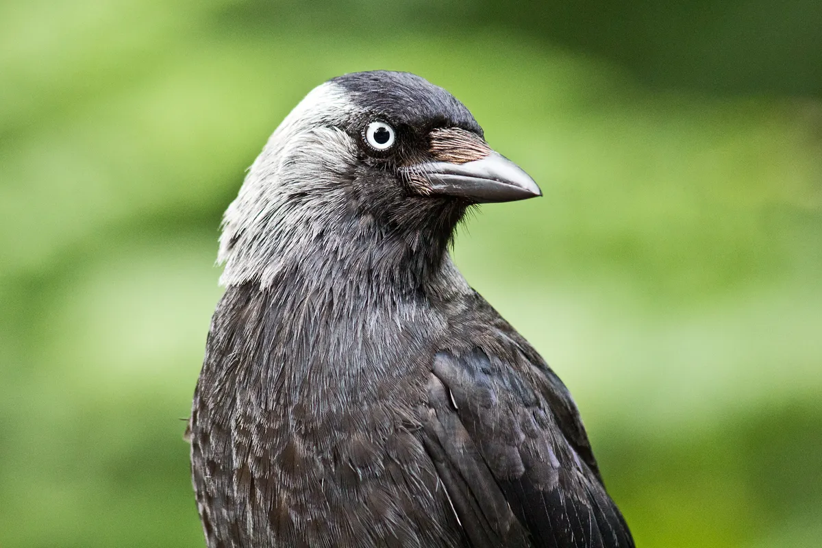 Portrait of a Jackdaw (Corvus monedula) head and shoulders