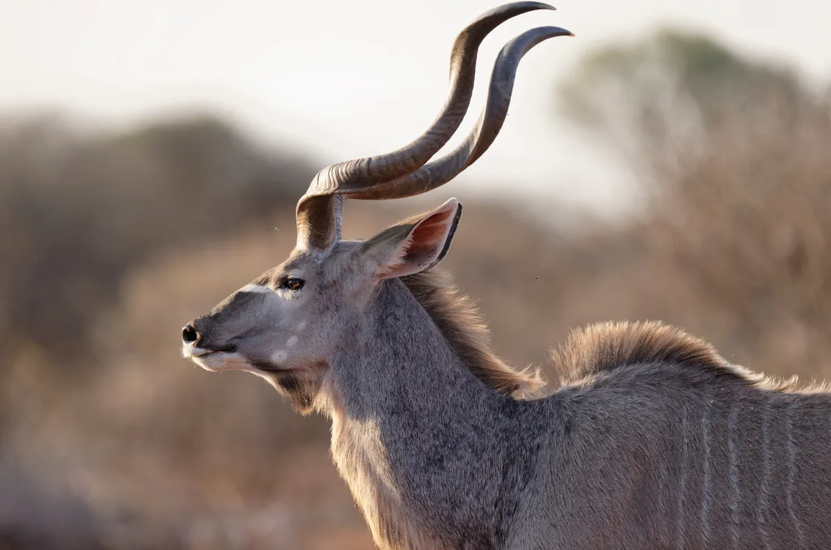A greater kudu bull, with twisting horns. © Alun Marchant/Getty