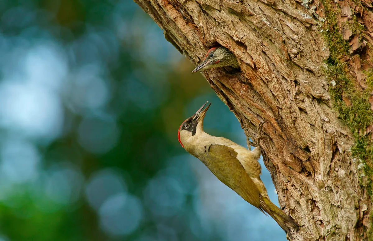 Female green woodpecker (Picus viridis) feeding her chick in nest in tree hole
