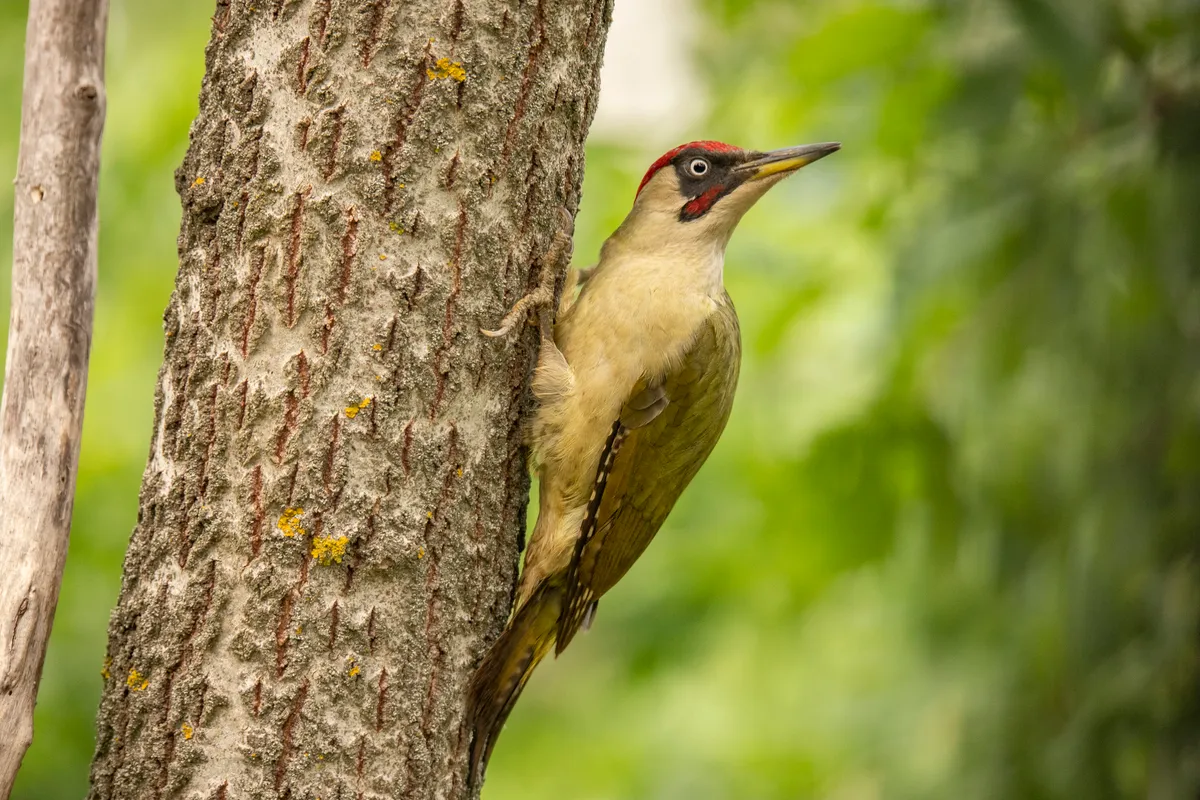 Male green woodpecker (Picus viridis) on tree trunk