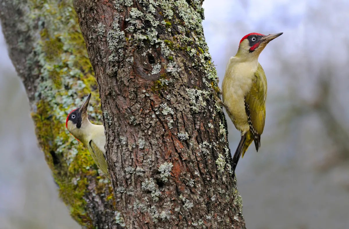Green woodpeckers on tree trunk