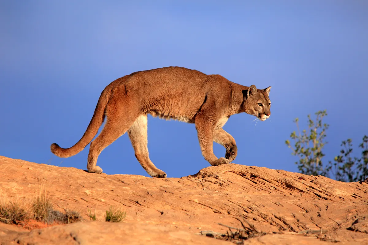 Cougar, Puma or Mountain Lion (Puma concolor), searching for prey, stalking, Utah, United States