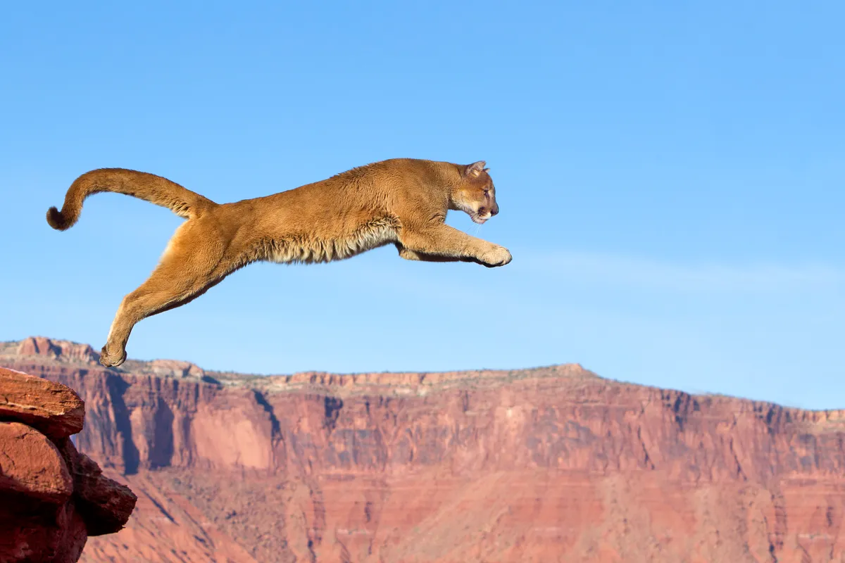 A leaping cougar aka mountain lion (Puma concolor) near Moab, Utah