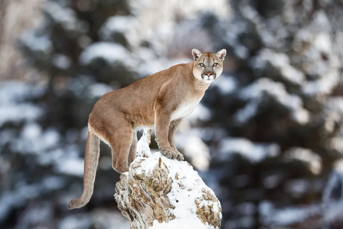 Portrait of a cougar/mountain lion/puma/panther in the snow