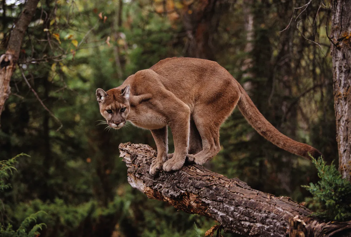 A mountain lion (Puma concolor) on a fallen tree deep in the woods.