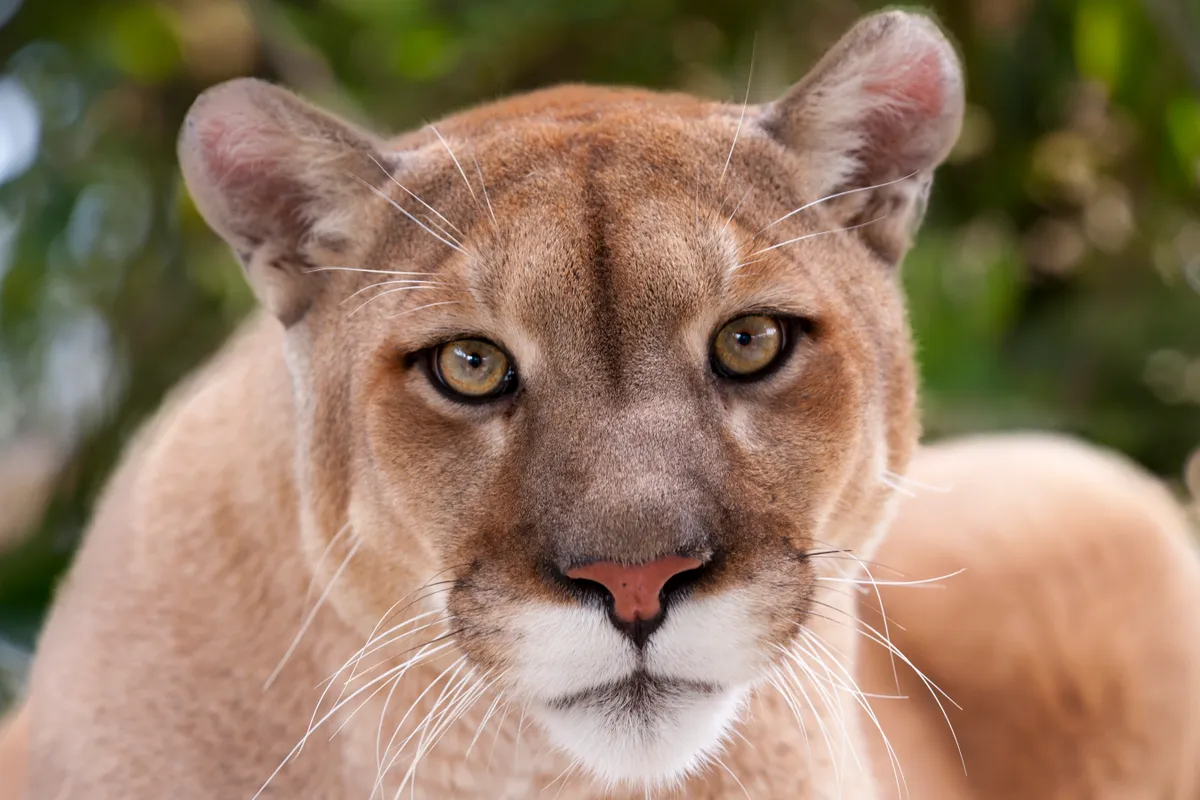 Portrait of a female panther/cougar/mountain lion