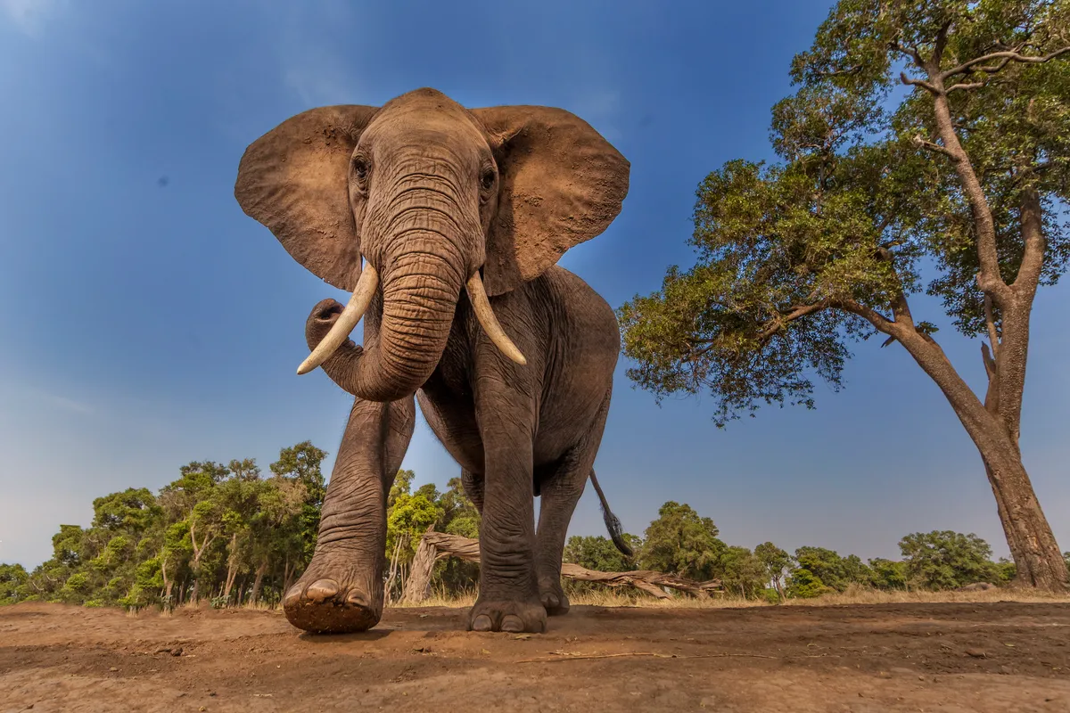 African elephant photographed from ground level in the savannah