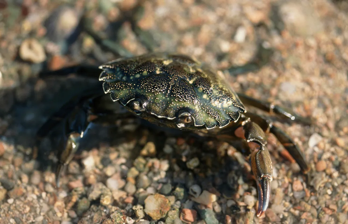 Shore crab. © Getty