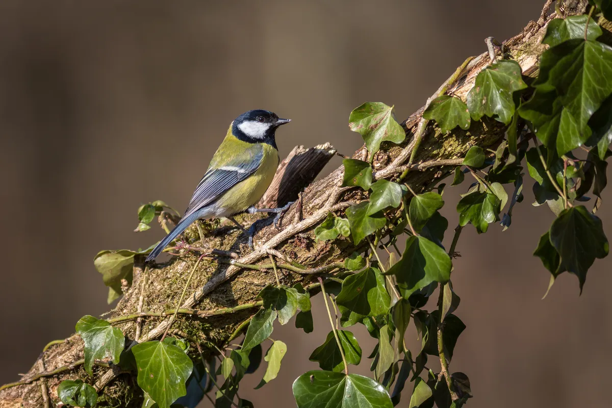 A great tit sitting on an ivy-covered branch. © BarbAnna/Getty