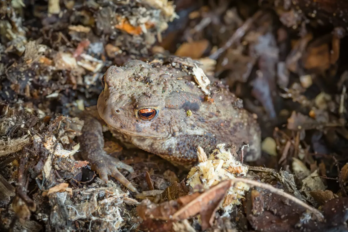 A common toad hiding amongst leaves. © Paul Maguire/Getty
