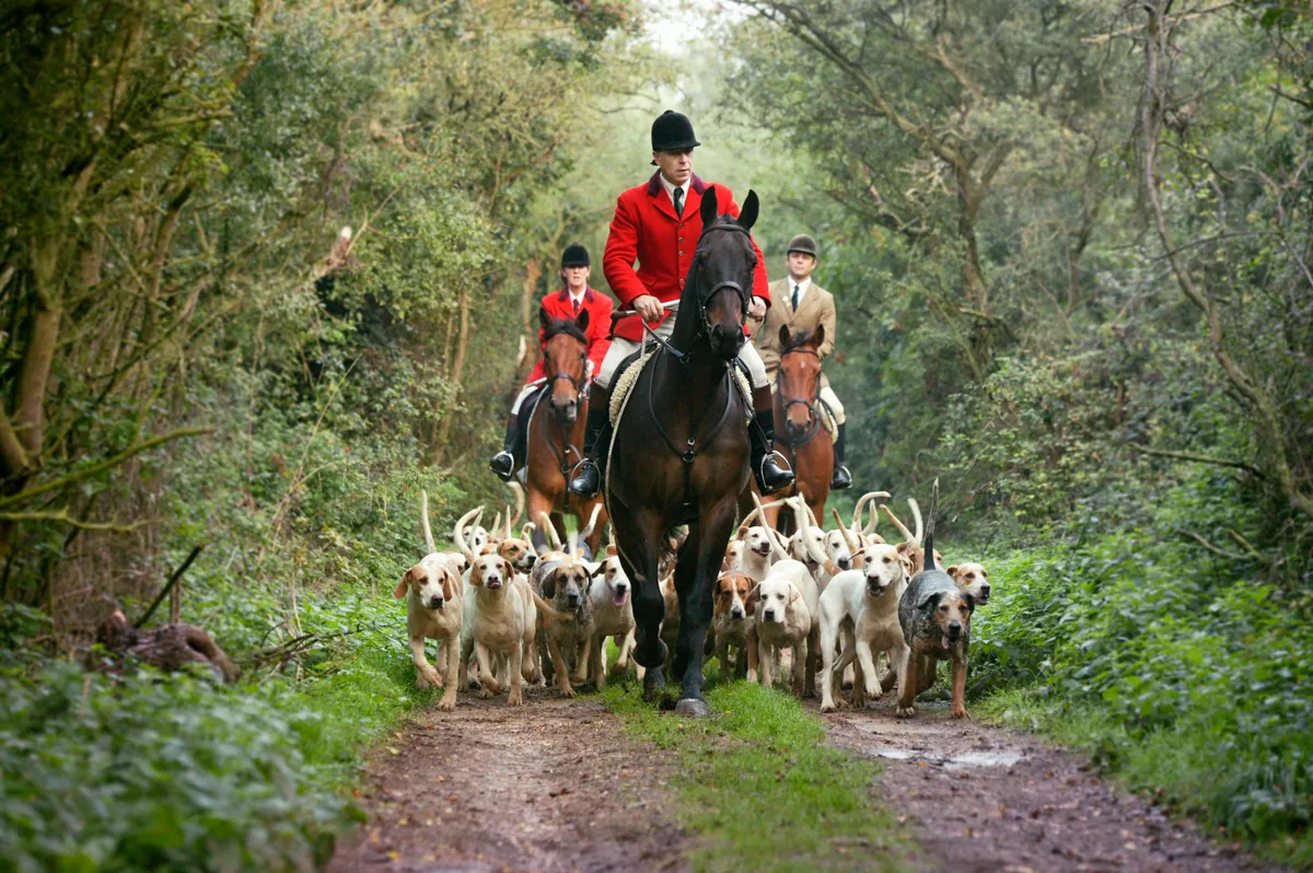 A traditional fox hunt with a pack of dogs