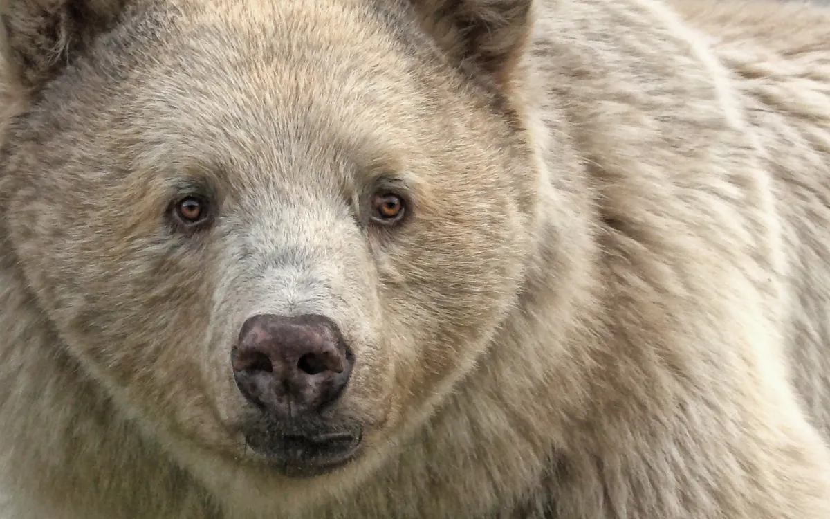 Close up portrait of a spirit bear
