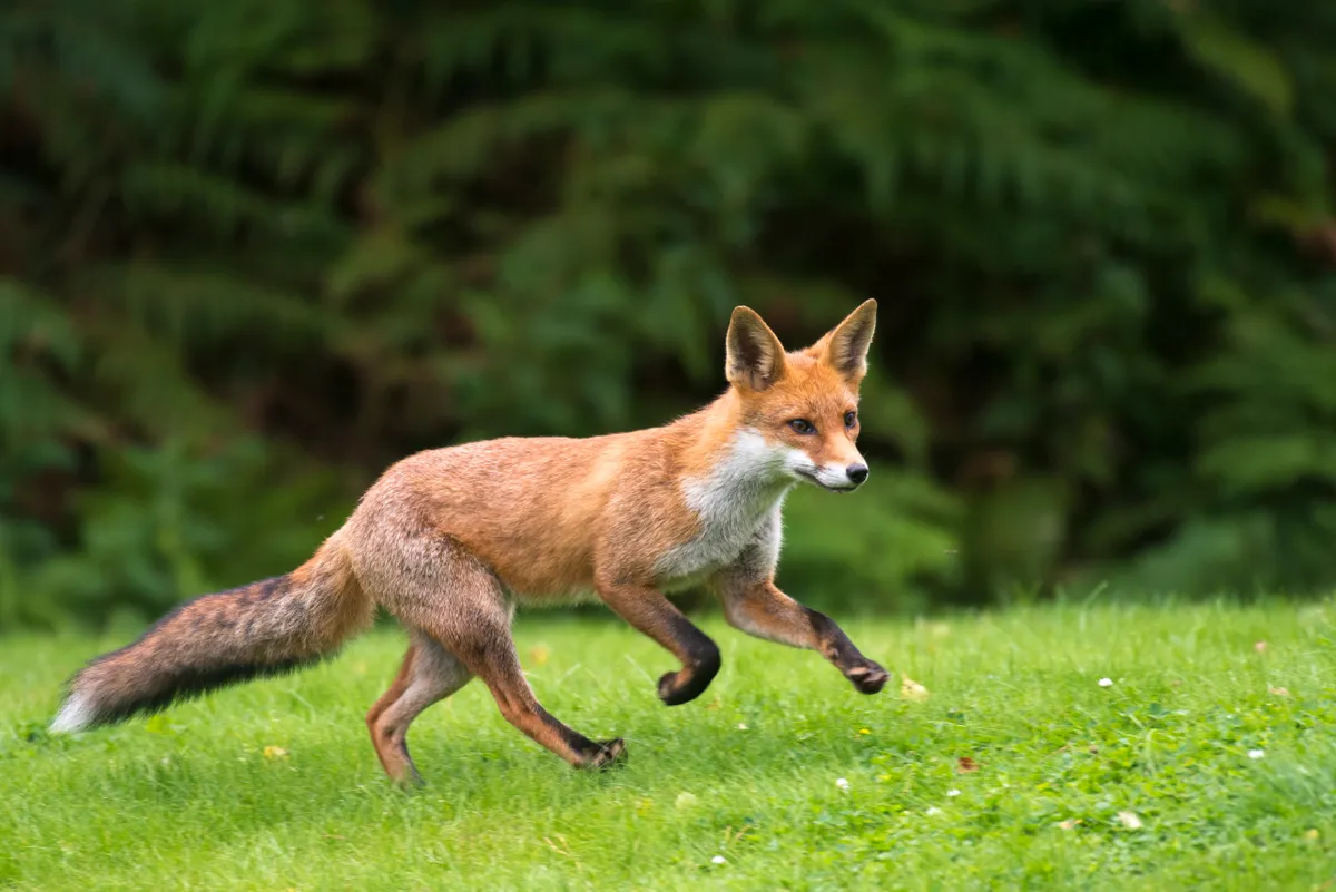 Red fox cub running (Vulpes vulpes), Ashdown Forest, Sussex, England