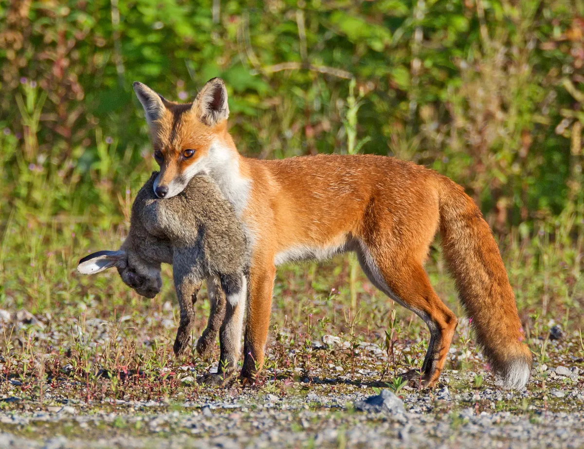 A fox with a dead rabbit that it's just caught