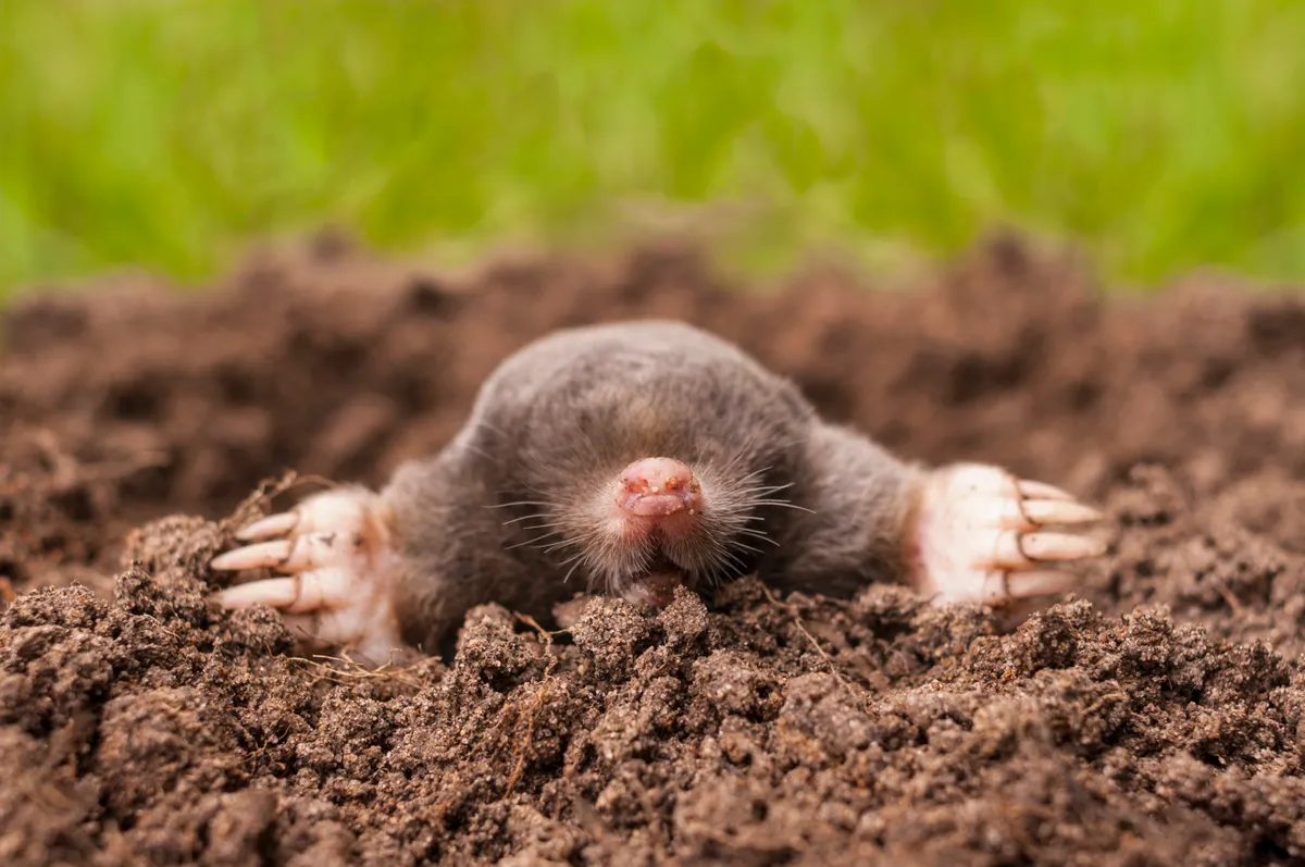 A common mole (Talpa europaea) emerging from a molehill.