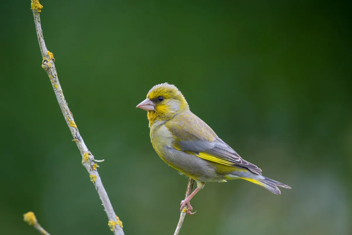 Adult male greenfinch (Chloris chloris) perched on a branch
