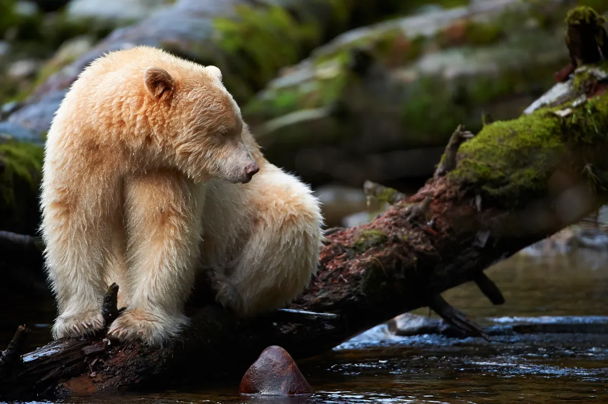 Spirit bear sat on a fallen log in a stream in the Great Bear Rainforest, British Columbia