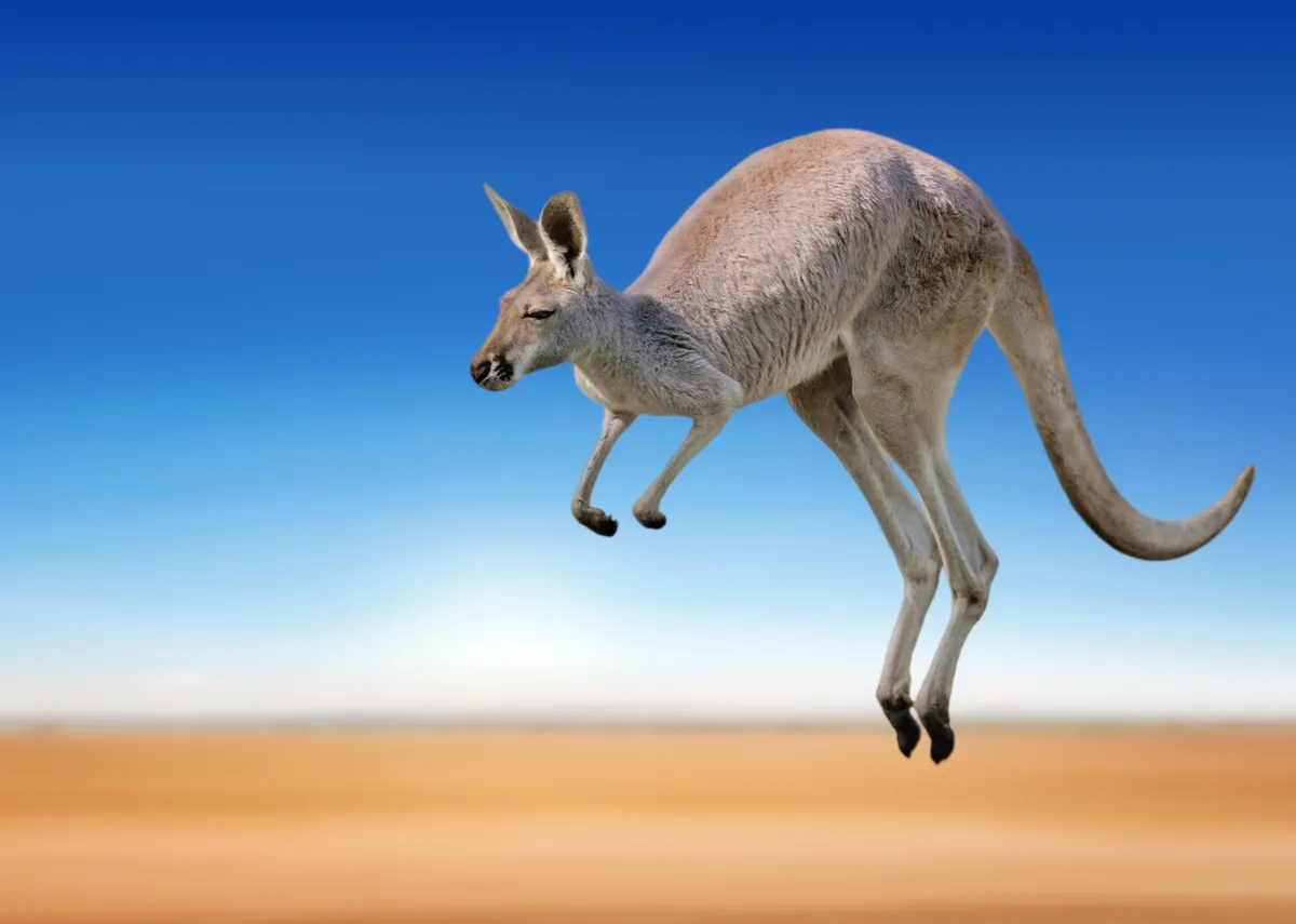 Jumping red kangaroo