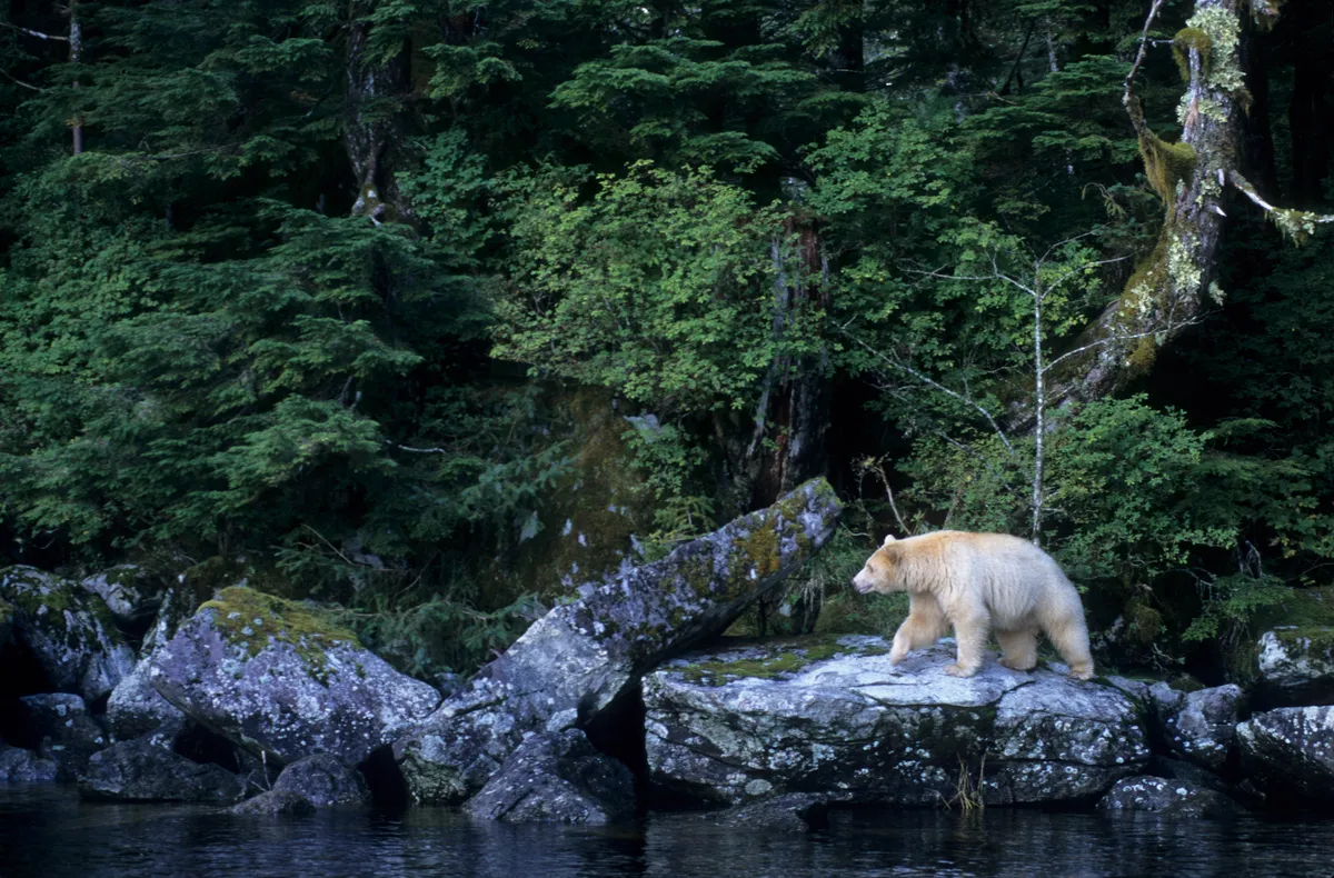 A spirit bear aka kermode black bear on Princess Royal Island, British Columbia