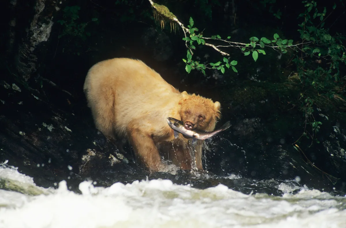 A kermode bear (aka white bear or spirit bear) pulls a salmon from a river
