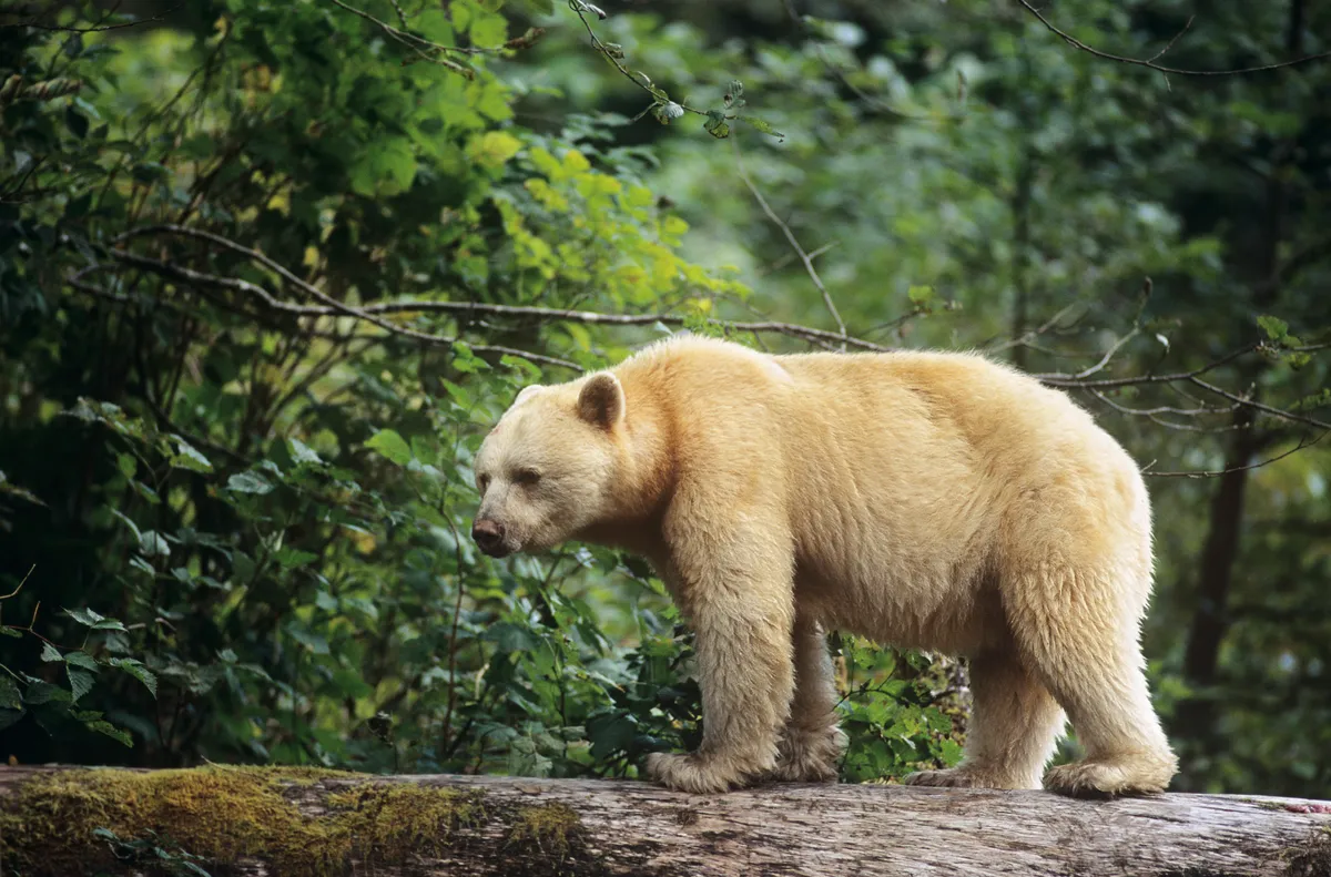 Spirit bear walking across log, Great Bear Rainforest, British Columbia, Canada